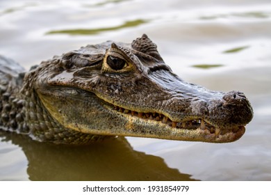 Crocodile Head Coming Out Of The Water Showing Sharp Teeth