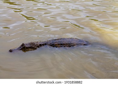 Crocodile Head Coming Out Of The Water Showing Sharp Teeth