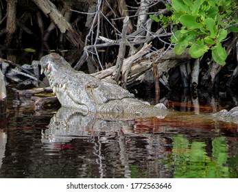 Crocodile Head Emerging From The Water