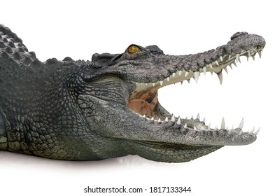 Crocodile head part open mouth isolated  is on white background with Clipping path