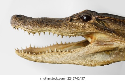 Crocodile head trophy. Dried caiman Crocodile Head isolated on white background. Alligator Head. Dried Alligator or Crocodile head with its mouth open showing its sharp teeth.