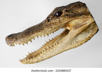 Crocodile head trophy. Dried caiman Crocodile Head isolated on white background. Alligator Head. Dried Alligator or Crocodile head with its mouth open showing its sharp teeth.