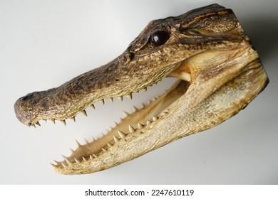 Crocodile head trophy. Dried caiman Crocodile Head isolated on white background. Alligator Head. Dried Alligator or Crocodile head with its mouth open showing its sharp teeth.