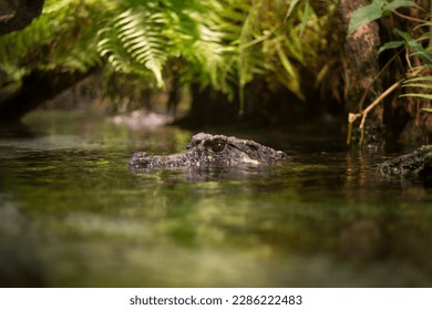 crocodile hunting mood in river