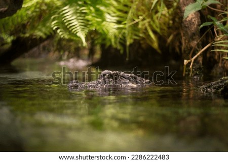 crocodile hunting mood in river
