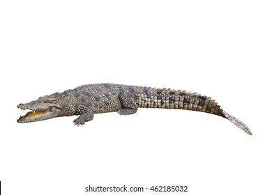 48,832 Crocodile isolated Images, Stock Photos & Vectors | Shutterstock