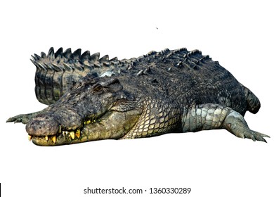 48,832 Crocodile isolated Images, Stock Photos & Vectors | Shutterstock