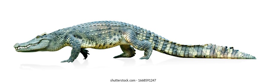 crocodile isolated on white background ,include clipping path