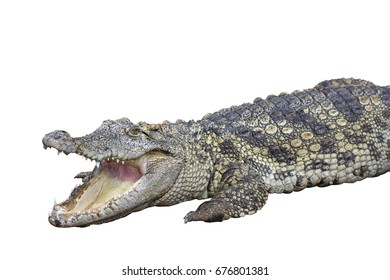 Crocodile Isolated On White Background Stock Photo 676801381 | Shutterstock