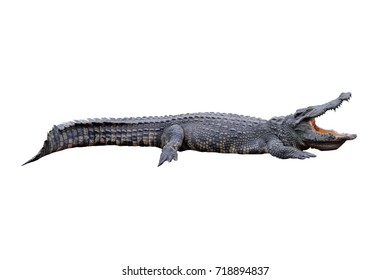 Crocodile Isolated On White Background Stock Photo 718894837 | Shutterstock