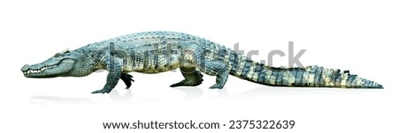 crocodile isolated on white background ,include clipping path