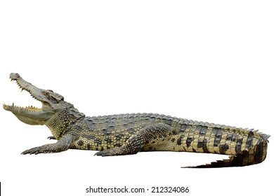 Crocodile isolated on white with clipping path