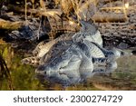 Crocodile in Kakadu National Park, Northern Territory, Australia