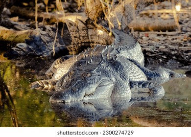 Crocodile in Kakadu National Park, Northern Territory, Australia - Shutterstock ID 2300274729