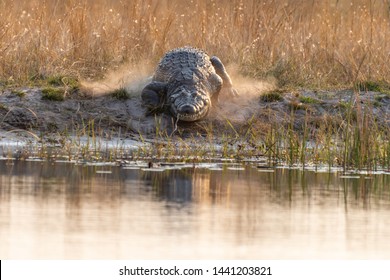 Crocodile at the kwando River in the caprivi Strip in Namibia, africa