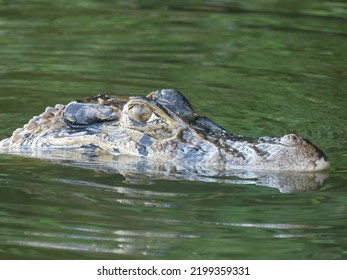 Crocodile In A Lake In The Peruvian Amazon