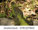 Crocodile living in small algae filled pond covered in green moss and water plants Asia
