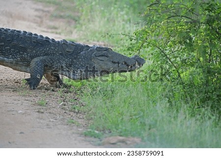A crocodile lumbers along a dirt road, its massive body dwarfing the vegetation around it.