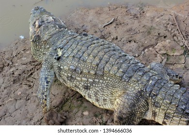 Alligator lying down Images, Stock Photos & Vectors | Shutterstock