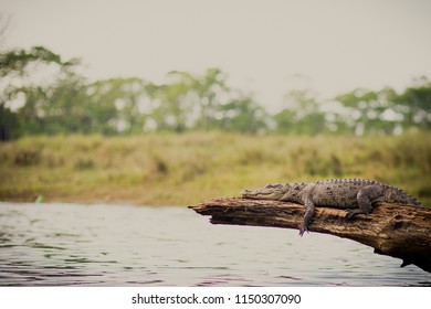 crocodile lying on trunk