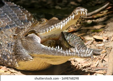 Crocodile with mouth open showing teeth