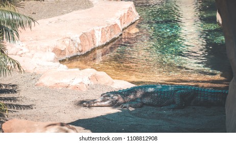crocodile next to a river