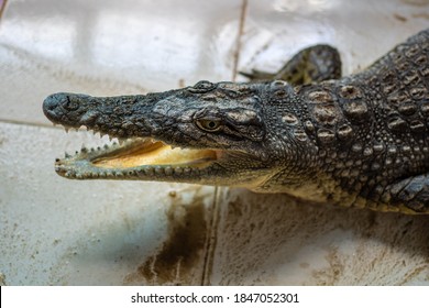 A Crocodile From The Nile River In A Nubian Village Near Aswan City. Egypt