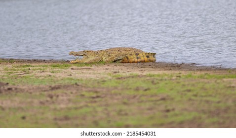 Crocodile On The Bank Of The Rufiji River In Tanzania, East Africa