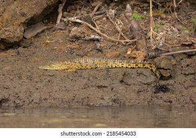 Crocodile On The Bank Of The Rufiji River In Tanzania, East Africa