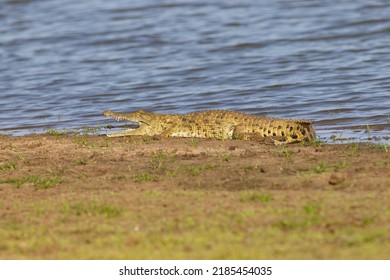 Crocodile On The Bank Of The Rufiji River In Tanzania, East Africa