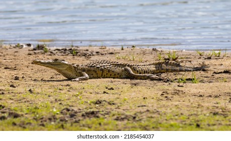 Crocodile On The Bank Of The Rufiji River In Tanzania, East Africa