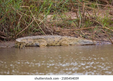 Crocodile On The Bank Of The Rufiji River In Tanzania, East Africa