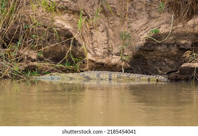 Crocodile On The Bank Of The Rufiji River In Tanzania, East Africa