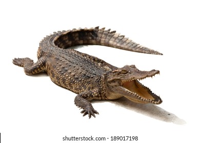 Krokodil auf weißem Hintergrund.