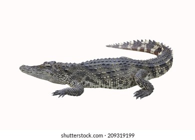 Crocodiles Shapes Isolated On White Backgroundvector Stock Vector ...