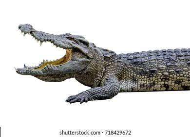 1,997 Australian crocodile skin Images, Stock Photos & Vectors ...