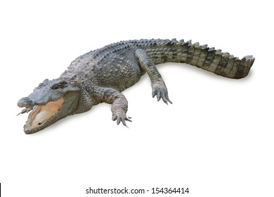 2,313 Nile crocodile isolated Images, Stock Photos & Vectors | Shutterstock