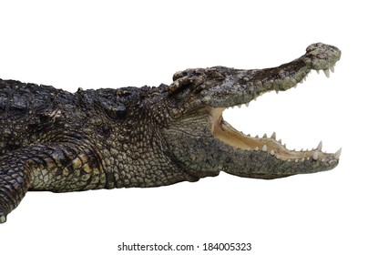 26,551 Crocodile jaw Images, Stock Photos & Vectors | Shutterstock