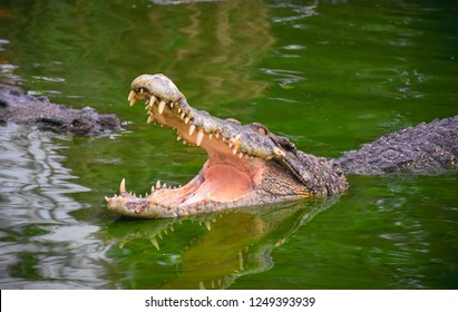 Crocodile With Open Jaws. Profile Of A Crocodile In A Pond With Green Water. Open Mouth And Sharp Teeth. Intense Yellow Eyes.Thai Fram