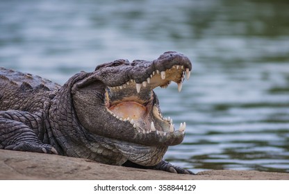 Crocodile With An Open Mouth