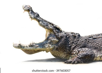 Crocodile With Open Mouth.