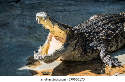 Crocodile Open Mouth