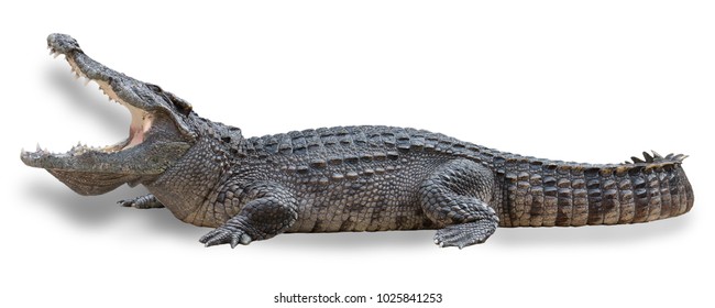 48,832 Crocodile isolated Images, Stock Photos & Vectors | Shutterstock