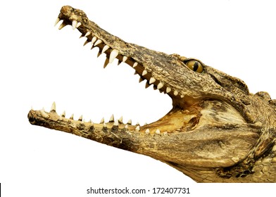 crocodile with an open mouth isolated on white background