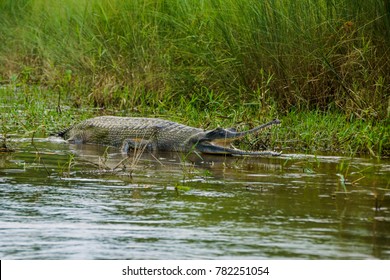 a crocodile with an open mouth lying at a sandbank next to the river in the chitwan national park in nepal, photographed in front of high green grassland