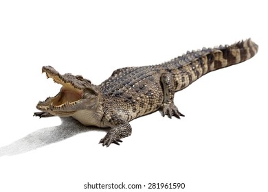 48,832 Crocodile isolated Images, Stock Photos & Vectors | Shutterstock