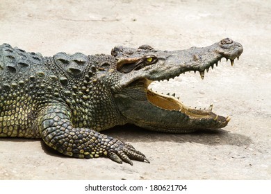 Crocodile With Open Mouth Resting 