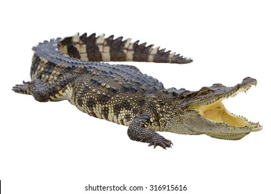 Krokodil öffnete seinen Mund auf weißem Hintergrund.