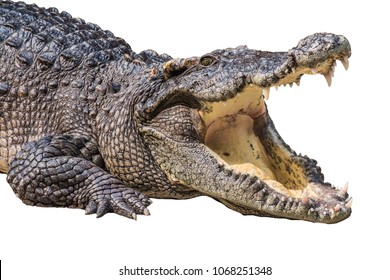 The crocodile is opening its mouth at the crocodile farm in Thailand Zoo. Amphibian fierce eyes In water White backdrop