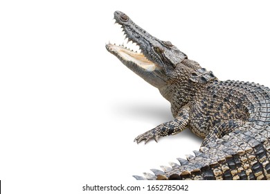 The crocodile is opening its mouth and waiting for its prey Seen inside the mouth and sharp teeth. The saltwater crocodile on a white background soared horribly. Clipping path. - Shutterstock ID 1652785042